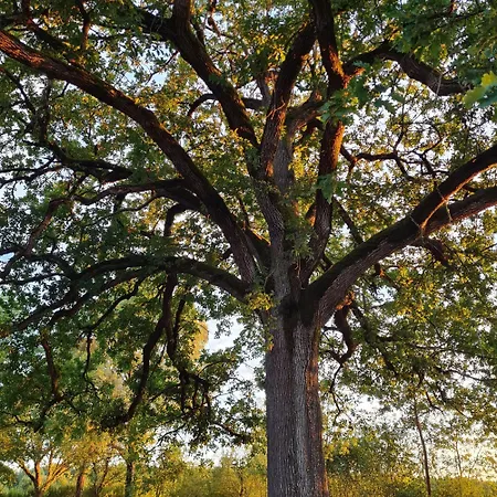 Parc De Coulassy Bed & Breakfast Nègrepelisse