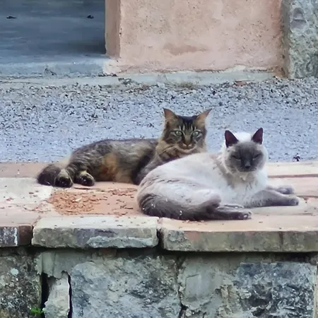 Parc De Coulassy 3* Negrepelisse